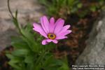 Photo: Osteospermum barberiae.