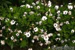 Photo: Osteospermum jucundum 1.