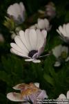 Photo: Osteospermum jucundum 2.