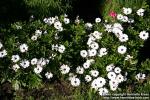 Photo: Osteospermum jucundum 3.