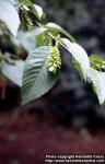 Photo: Ostrya carpinifolia 1.