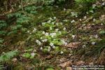 Photo: Oxalis acetosella 8.