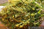 Photo: Solidago virgaurea 4.