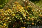 Photo: Solidago virgaurea 3.