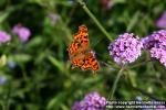 Photo: Butterfly.