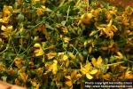 Photo: Hypericum perforatum 22.