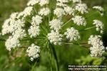 Photo: Umbellifer 1.