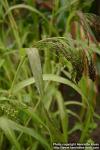 Photo: Panicum miliaceum.