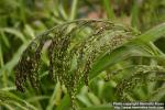 Photo: Panicum miliaceum 1.