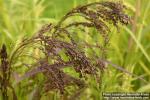 Photo: Panicum miliaceum 2.