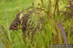 Photo: Panicum miliaceum 3.