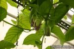 Photo: Passiflora quadrangularis 3.