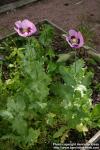 Photo: Papaver somniferum 7.