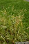 Photo: Panicum miliaceum 7.