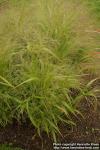 Photo: Panicum capillare.