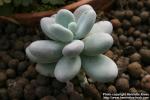 Photo: Pachyphytum oviferum 1.