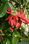 Photo: Passiflora racemosa 4.