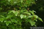 Photo: Paulownia fargesii.