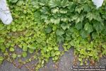 Photo: Parthenocissus tricuspidata 0.