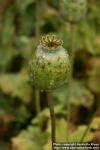 Photo: Papaver somniferum 11.