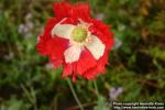 Photo: Papaver somniferum 12.