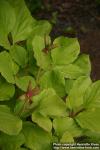 Photo: Paeonia obovata 13.