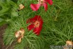 Photo: Paeonia tenuifolia 1.