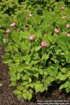 Photo: Paeonia Obovata 14.