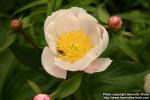 Photo: Paeonia lactiflora 1.