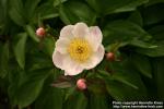 Photo: Paeonia lactiflora 2.