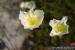 Photo: Papaver amurense 2.