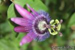 Photo: Passiflora violacea 3.