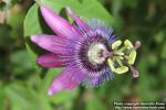 Photo: Passiflora violacea 4.