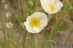 Photo: Papaver amurense 4.