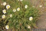 Photo: Papaver alpinum 0.