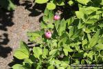 Photo: Paeonia obovata 19.