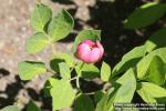 Photo: Paeonia obovata 21.