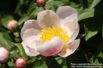 Photo: Paeonia lactiflora 4.