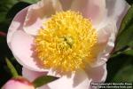 Photo: Paeonia lactiflora 5.