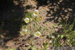 Photo: Papaver amurense 06.