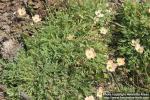 Photo: Papaver alboroseum 0.