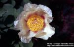 Photo: Paeonia mlokosewitschii 3.