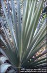 Photo: Pandanus utilis 4.