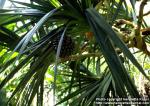 Photo: Pandanus utilis.