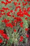 Photo: Papaver commutatum.