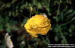 Photo: Papaver croceum 1.