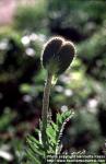 Photo: Papaver pseudo orientale 1.