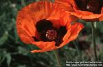 Photo: Papaver pseudo orientale 4.