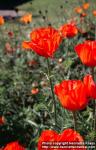 Photo: Papaver pseudo orientale 7.