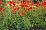 Photo: Papaver rhoeas 3.